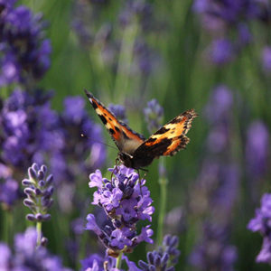 Aromatherapie Lavendel